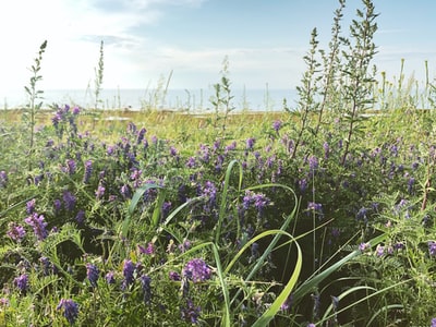 The purple flower bed during the day
